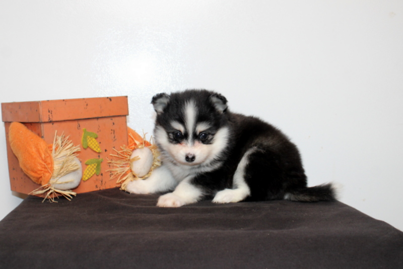 puppy, for, sale, Pomsky, Matthew B. Stoltzfus, dog, breeder, Gap, PA, dog-breeder, puppy-for-sale, forsale, nearby, find, puppyfind, locator, puppylocator, aca